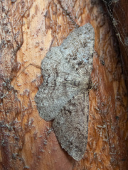 Melanolophia imitata