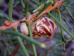 Hakea rugosa
