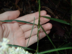 Acacia suaveolens