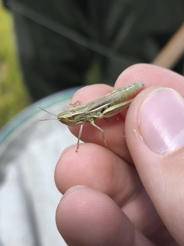 Common Straw Grasshopper