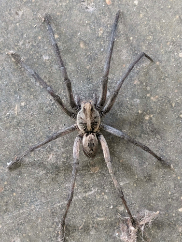 Carolina Wolf Spider