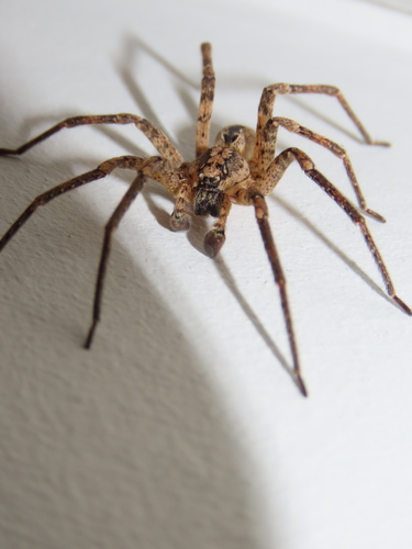 Mediterranean Spiny False Wolf Spider