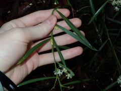 Acacia suaveolens