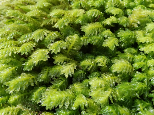 Schistochila observed 2026-09-15