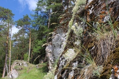 Helictotrichon desertorum