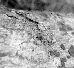 Ancylonotus tribulus