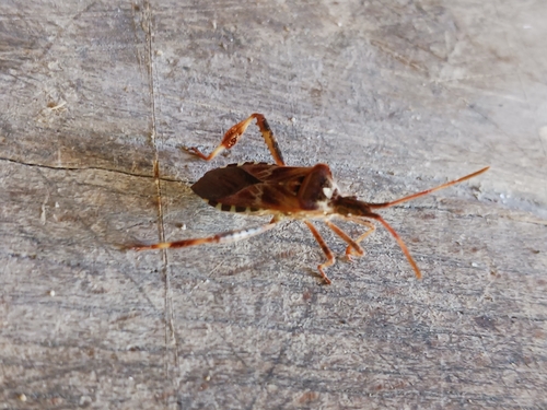 Western Conifer Seed Bug