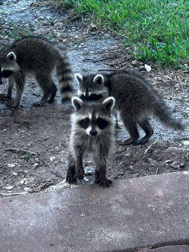 Common Raccoon observed by dannyboi21