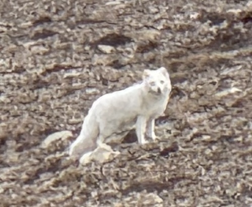 Polarfuchs observed by andreas_n