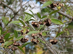 Neopringlea integrifolia