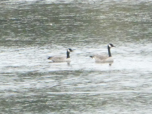 Cackling Goose