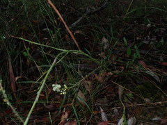Acacia suaveolens