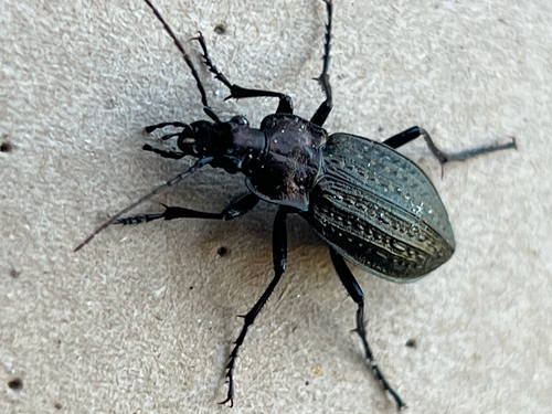 Granulated Ground Beetle