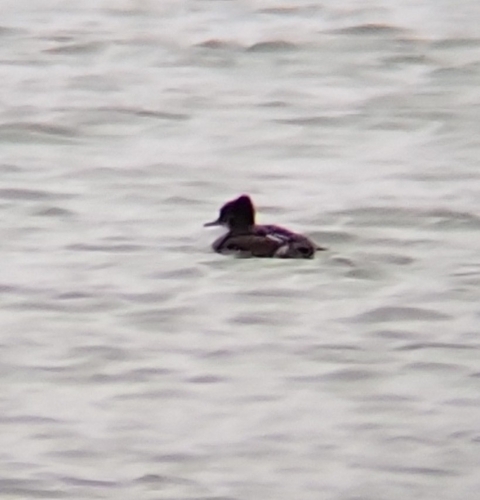 Hooded Merganser