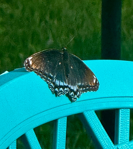 Red-spotted Admiral