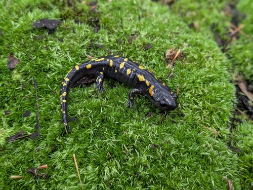 Spotted Salamander observed by williamg150