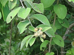 Nahuatlea magna
