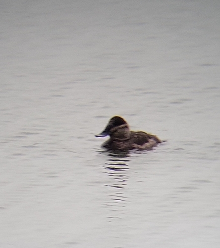 Ruddy Duck
