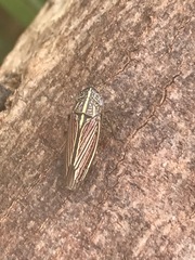 Apogonalia mediolineata