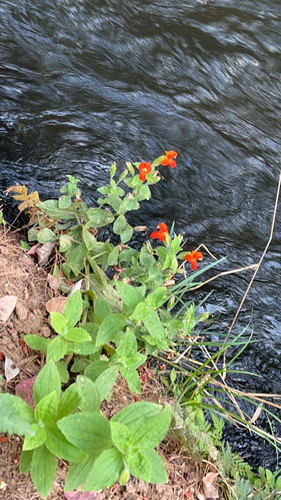 scarlet monkeyflower