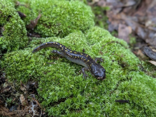 Spotted Salamander observed by williamg150