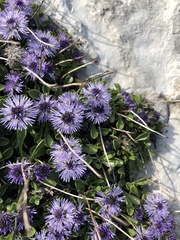 Globularia