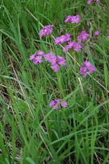 Primula cortusoides