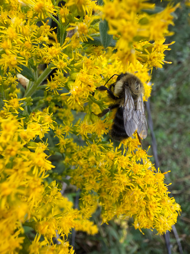 Common Eastern Bumble Bee