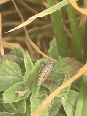Apogonalia mediolineata