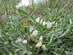 Astragalus scaberrimus