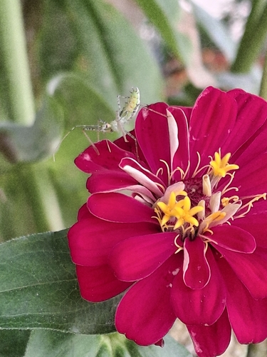 Leafhopper Assassin Bug