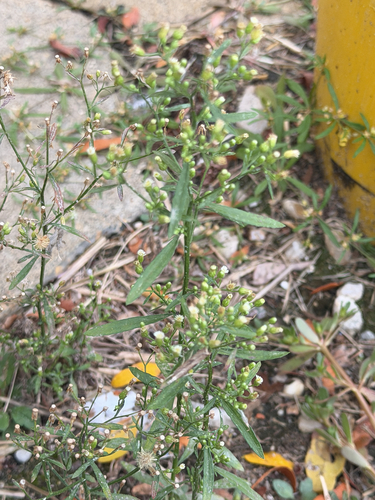 horseweed