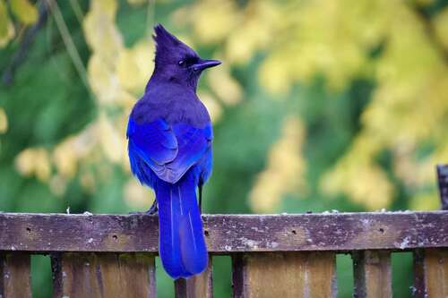 Steller's Jay