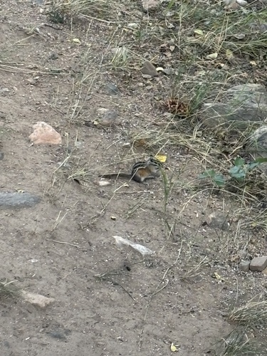 Uinta Chipmunk