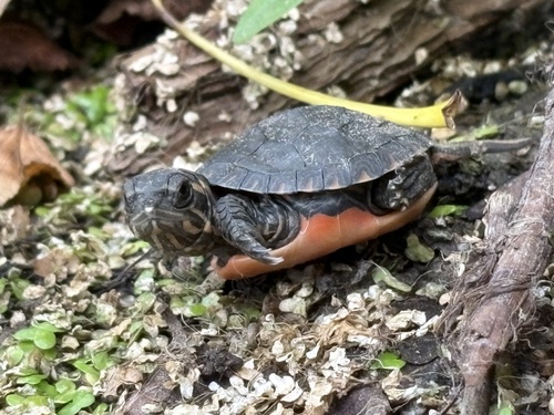 Painted Turtle observed by picajay