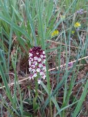 Neotinea ustulata ustulata