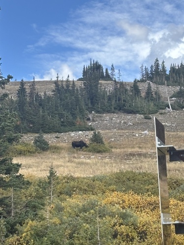 Moose observed by francis1995
