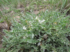 Astragalus scaberrimus