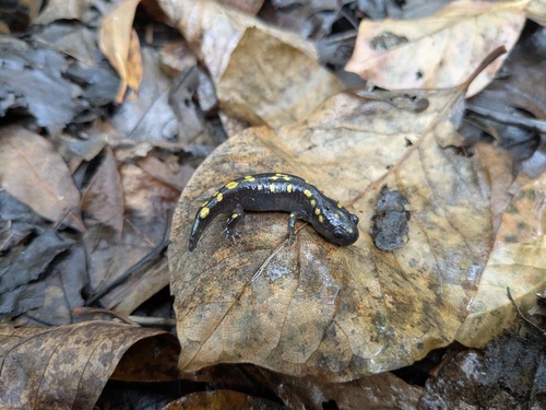 Spotted Salamander observed by williamg150
