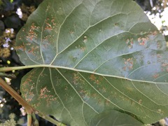 Alnus cordata, photograph (c) olmagon, some rights reserved (CC BY)