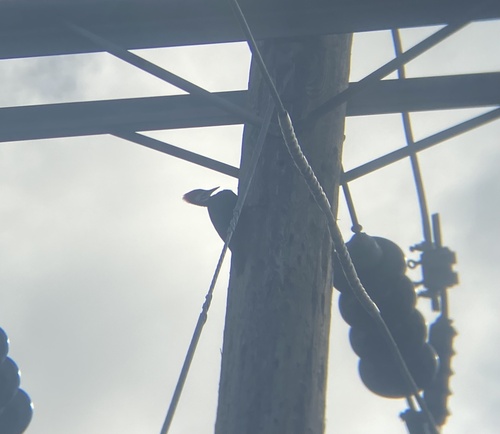 Pileated Woodpecker observed by xglumac