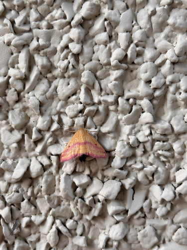 Chickweed Geometer Moth