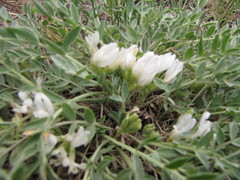 Astragalus scaberrimus