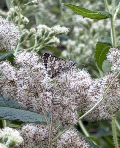 Common Checkered-Skipper