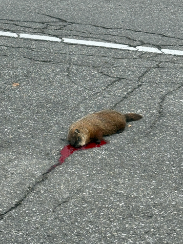 Groundhog observed by pinch