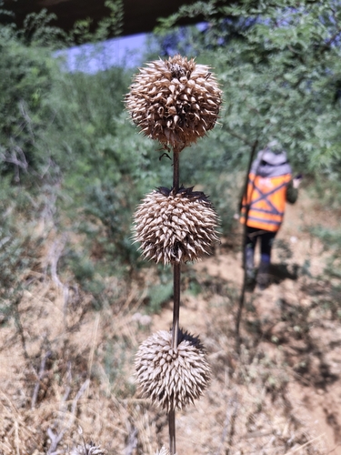 lion's ear