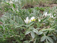 Astragalus scaberrimus