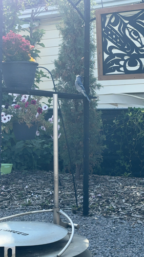 Blue Jay observed by jjram
