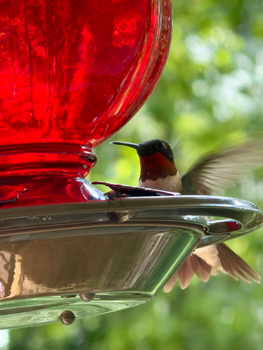 Ruby-throated Hummingbird