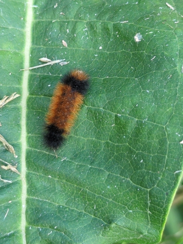 Isabella Tiger Moth